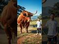 MESSI 'S BIG COW 'S FUNNY DANCE #goru #guru #hamba