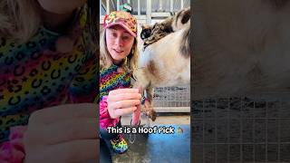 This is a Hoof Pick 🐴 #shorts #pony #horse #toddlerlearning #cuteanimals