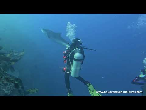 Diving with Tigersharks