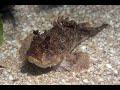 Черноморская скорпена в аквариуме