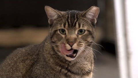 These cats are on rat patrol