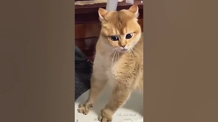 funny cats videos 🤣 #cat #trending #shorts