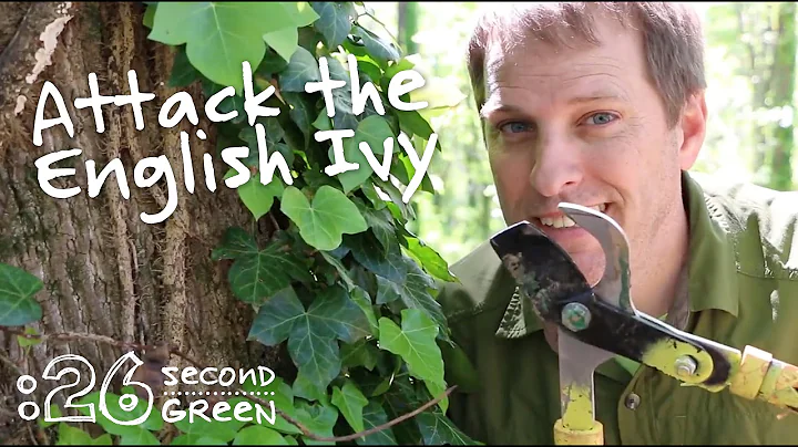 How to Remove English Ivy | 26 Second Green