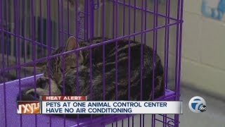 Pets suffer in heat at Animal Shelter