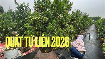 TẾT THẬT RỒI - LÀNG QUẤT TỨ LIÊN NGẢ VÀNG ĐÓN XUÂN 2026, QUẤT TẾT NĂM NAY THẾ NÀO?