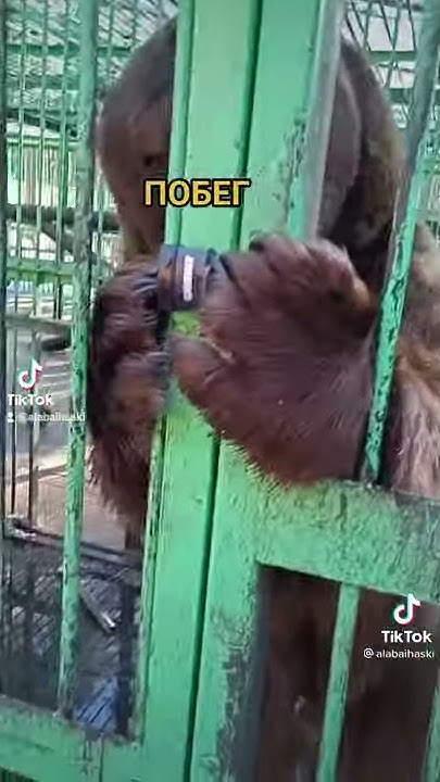 Побег из Зоопарка - YouTube
