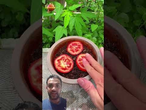 زراعة الطماطم من ثمرة في التلاجة       