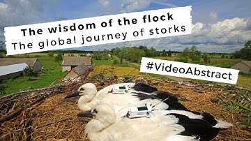 The wisdom of the flock - The global journey of storks | Video Abstract