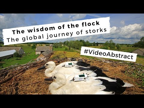 The wisdom of the flock - The global journey of storks | Video Abstract