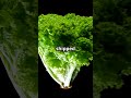 Fun Facts About Salad!
