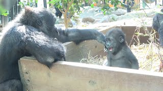 Cute gorilla brothers Gentaro Kintaro. #1 kyoto