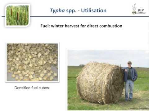 Potential crops for paludiculture in temperate, boreal and tropical climates – Susanne Abel