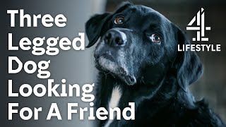 Depressed Dog finds Happiness after an Accident | The Dog House | Channel 4