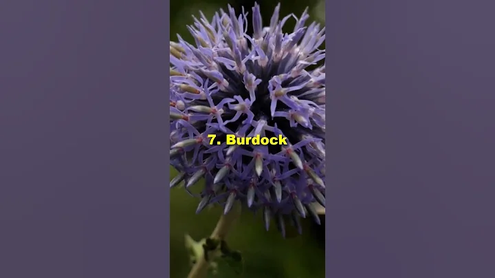 16 herbs can boost your hair growth faster #shorts #hairgrowth #ayurvedictreatment