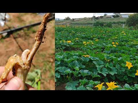 Video: Problemas de insectos en las calabazas: aprenda sobre los insectos comunes en las plantas de calabaza