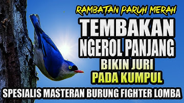 RAMBATAN PARUH MERAH TEMBAKAN ROLL PANJANG || Masteran murai batu terbaik
