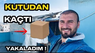 Kutudan Kaçan Yavru Kuşu Yakaladim 