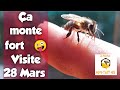 Apiculture a pousse fort le 28 mars  apiculture buckfast