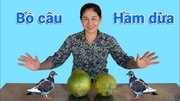 Chim Bồ Câu Hầm Trong Dừa Xiêm ( Cook the dove in the coconut ) - Ninh TV