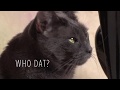 Funny Cat Music Video