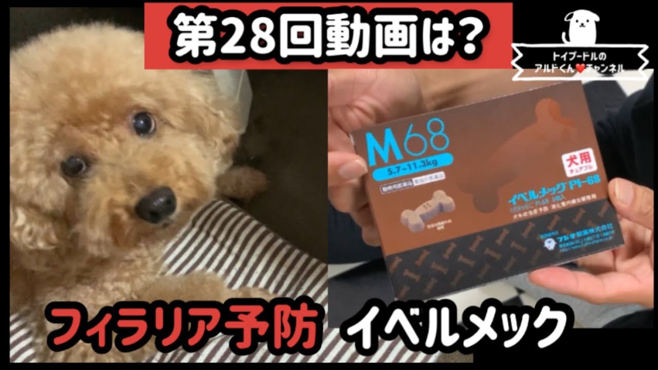 フィラリア予防薬、イベルメックを食べてみた【トイプードル】【dog】 YouTube フィラリア予防薬、イベルメックを食べてみた【トイプードル】【dog】 YouTube