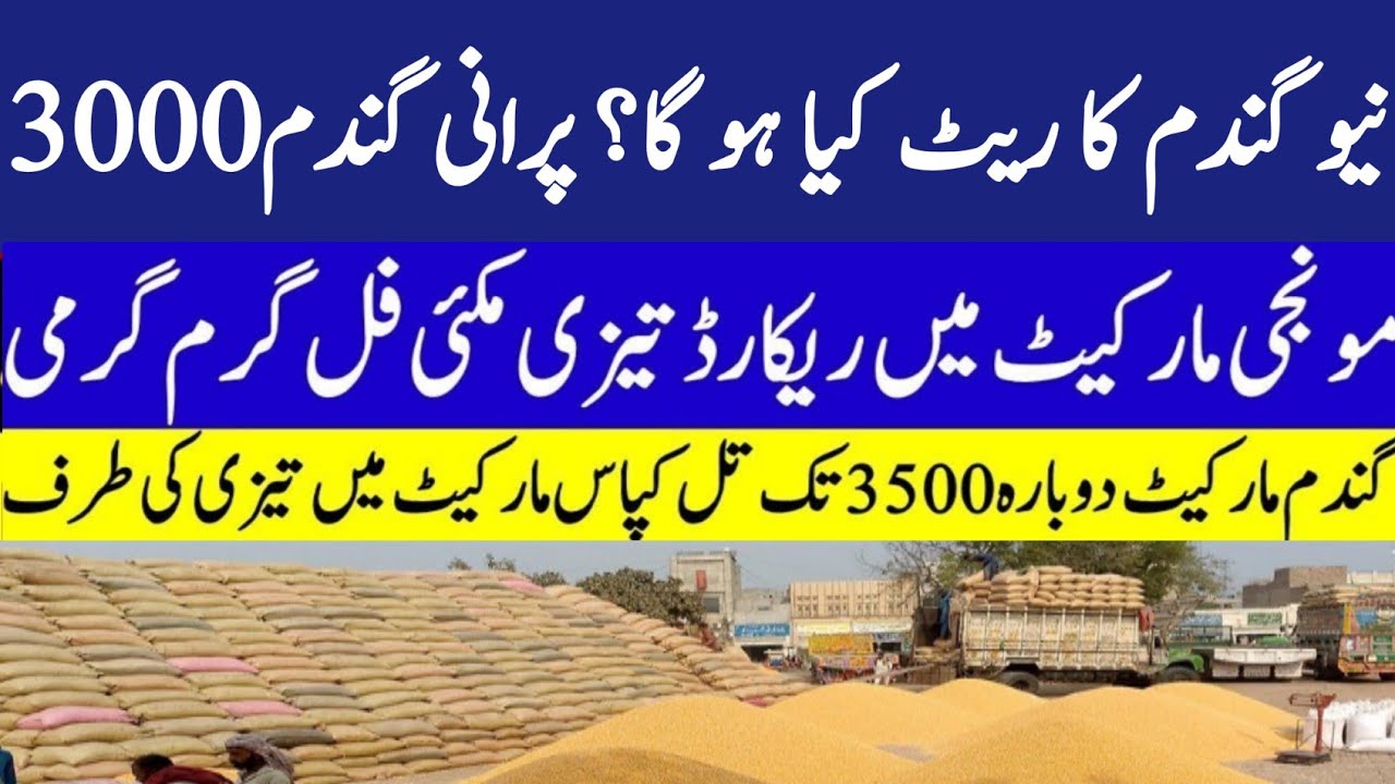 Wheat price today 2025/Wheat future price 2025/gala mandi rates today ...