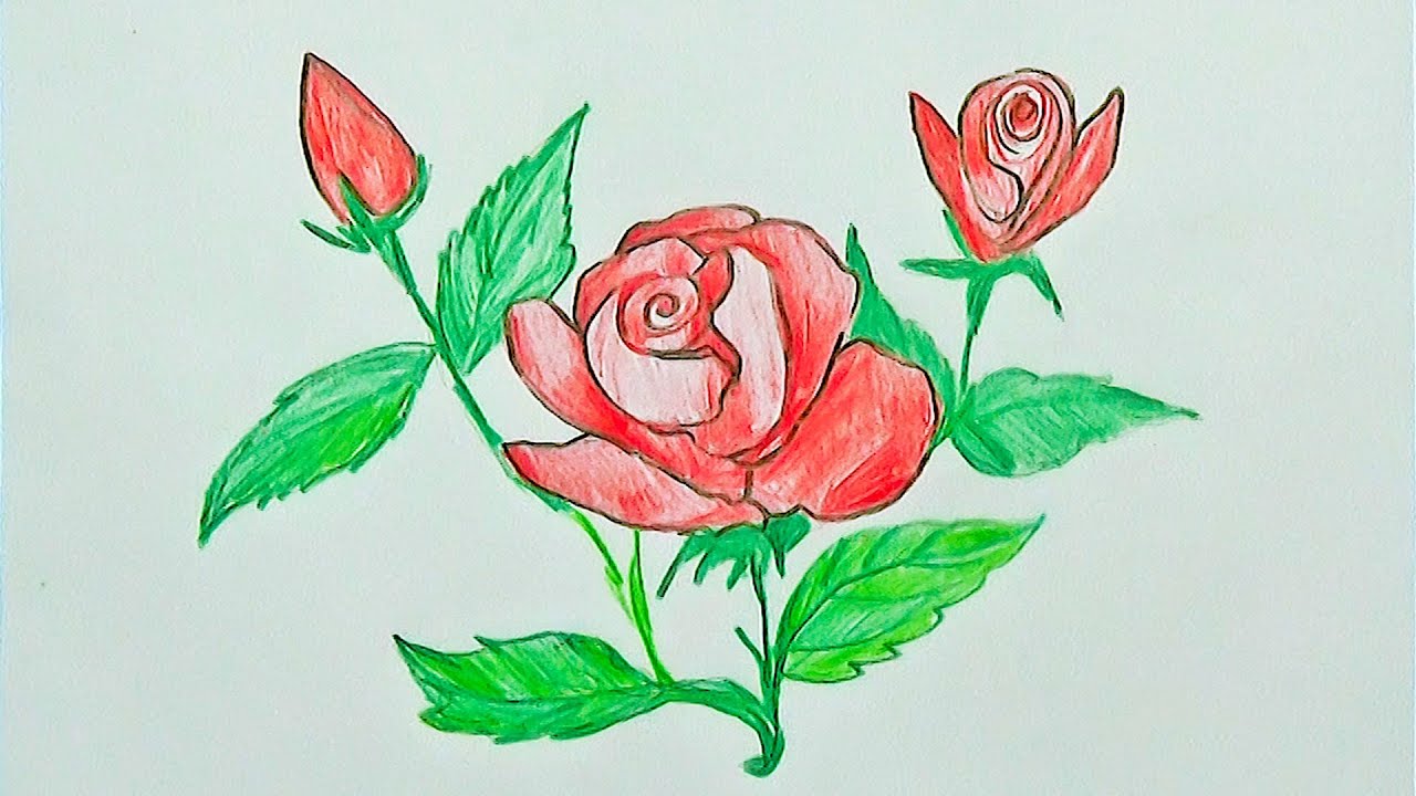 How to Draw and Colours Bunch of Rose Flowers Step by Step Pencil Drawing and Shading YouTube