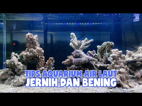 Video: Cara Mengatur Akuarium Karang Laut Air Asin