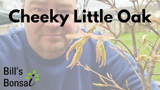 Quercus Seedling Collection | Sessile or Common Oak