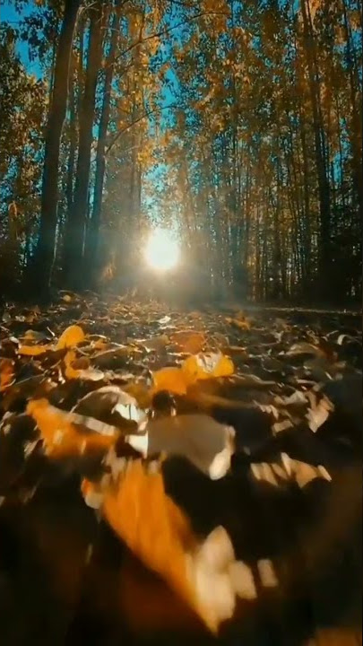 Story wa Video Mentahan || Story wa Mentahan Alam Hutan [Link Di Deskripsi] #storywa #fyp #shorts