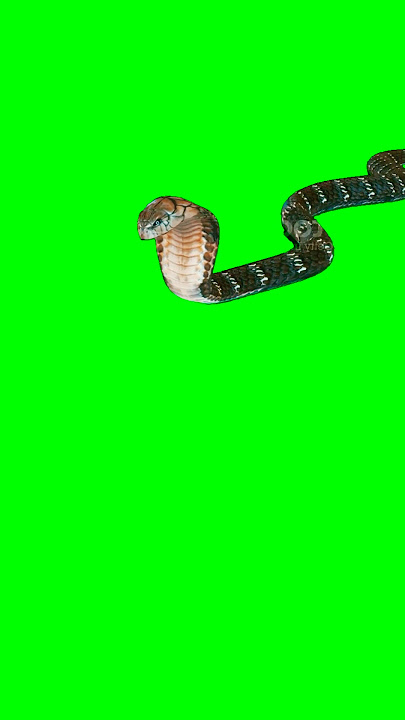 Green Screen Snake / cobra #greenscreeen #chromakey #animation #greenscren #snake e