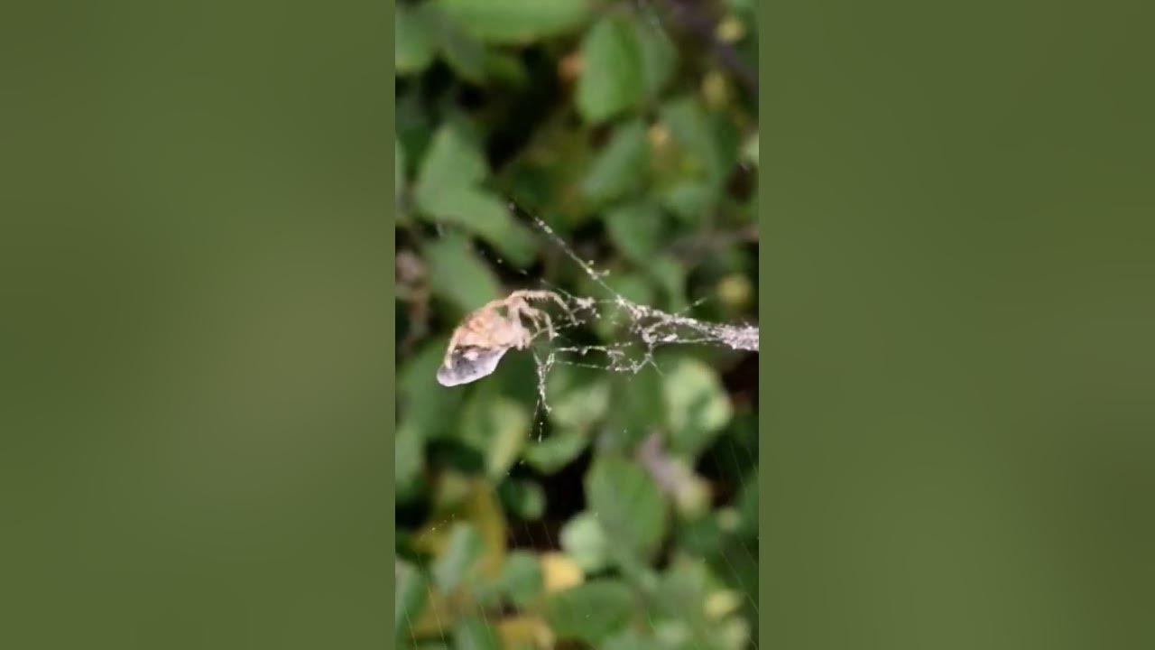 Dancing Spider spider dancing shorts hacimasli YouTube