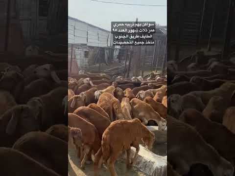 طليان سواكن بهم تربيه حمري عمر ثلاث شهور العدد ٩٥ الطايف طريق الجنوب ٠٥٠٣٠٨٨٨٧٠