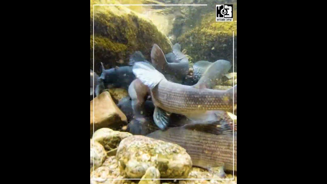 Монгол хадран загас - YouTube