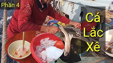 GHE CÀO KIÊN GIANG ĐÁNH BẮT HẢI SẢN TRÊN VÙNG BIỂN PHÚ QUỐC - Phần 4 | Anh Ngư Phủ