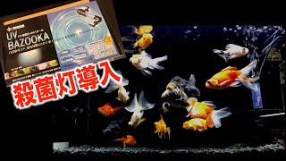 【金魚水槽】UVバズーカ（殺菌灯）導入しました。