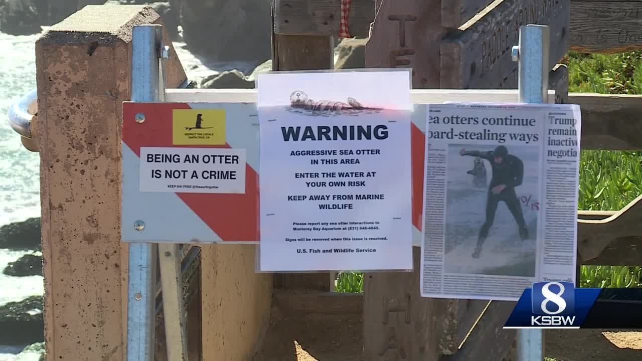 Sea otters steal surfboards in Santa Cruz, prompting 'aggressive sea otter' signs