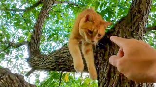 公園を歩いていたら木の上で寝ていた野良猫に呼び止められた