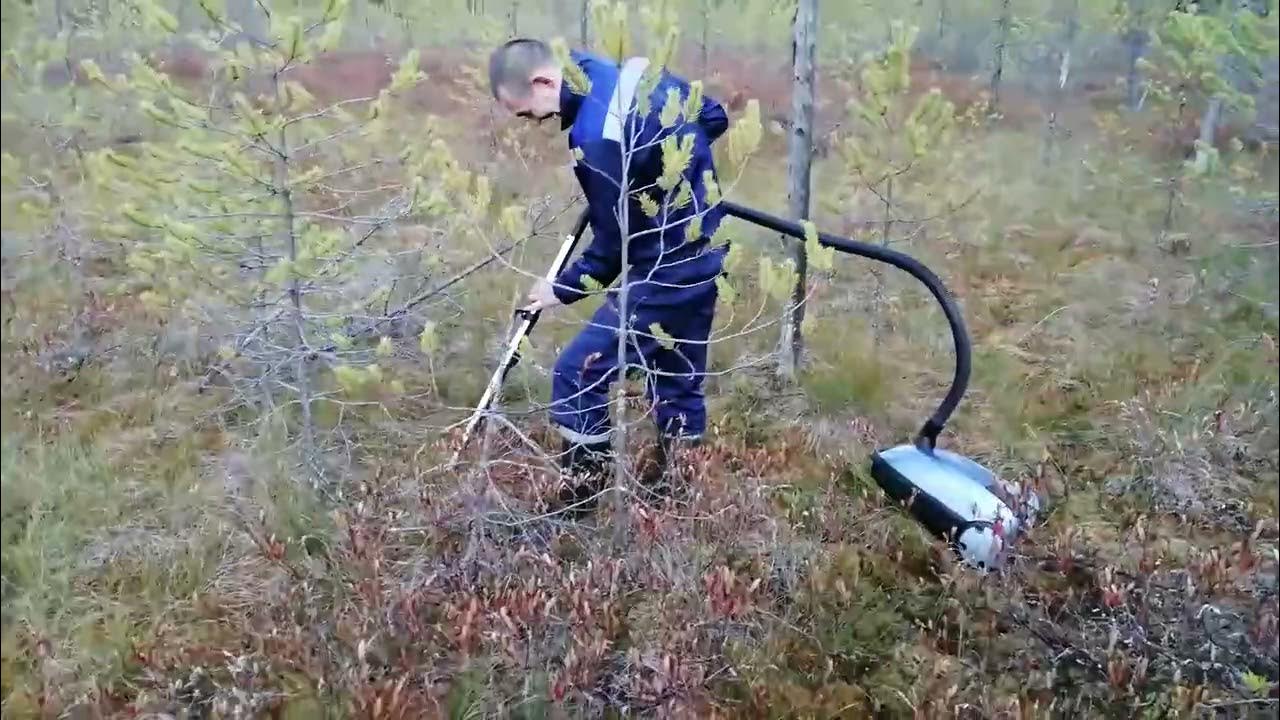 Сбор клюквы в марий эл. Сбор клюквы в марий эл