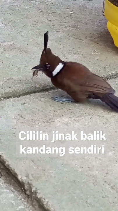 Cililin jinak balik kandang sendiri