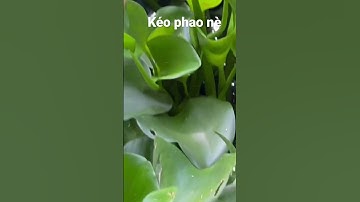 Câu cá rô dưới bụi lục bình #caucarodong #fishing