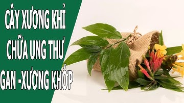 Cây xương khỉ (Bìm Bịp) chữa bệnh Ung Thư - Gan -Xương Khớp - 0976 836 586