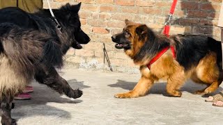 Wolfe ka Hamlo se swagat || German Shepherd Dogs attack each other in First meeting 2024 #gsd #pets