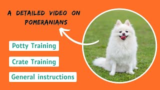 How to Train a Pomeranian - Potty Training & Crate Training screenshot 5