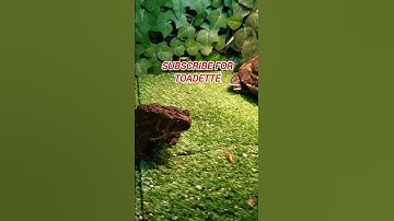 3 birds one stone 😱 #shorts