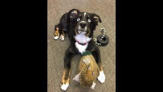Murphy - 6 month old Mini Aussie - Dog Training Omaha Nebraska - Board & Train Program