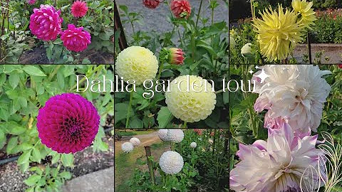 Dahlia Trial Garden