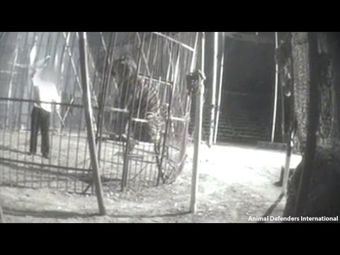 Video: Pet Scoop: Tiger Uložené z Brutal Circus, morské Záchrana záchranného psa do terapie psa