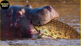 Crocodile Is The Last Thing Hippo Want To Party