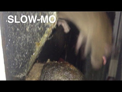 GIANT RAT IN